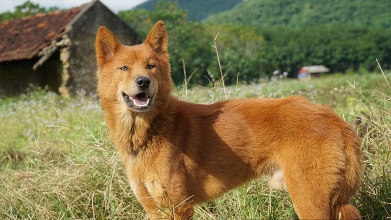 lo de con cho so may 1 Mơ thấy chó thì chọn lô đề con chó số mấy