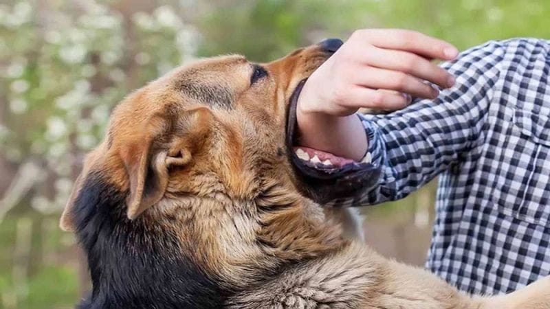 lo de con cho so may 2 Mơ thấy chó cắn thì chọn lô đề con chó số mấy