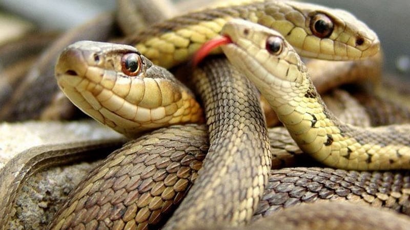 lo de con ran 2 Mơ thấy có rất nhiều rắn